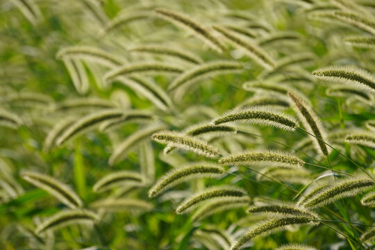 好多狗尾巴草