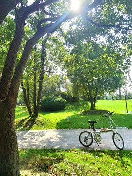 清晨树下的自行车自然风光
