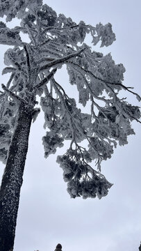 雪树