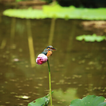 翠鸟