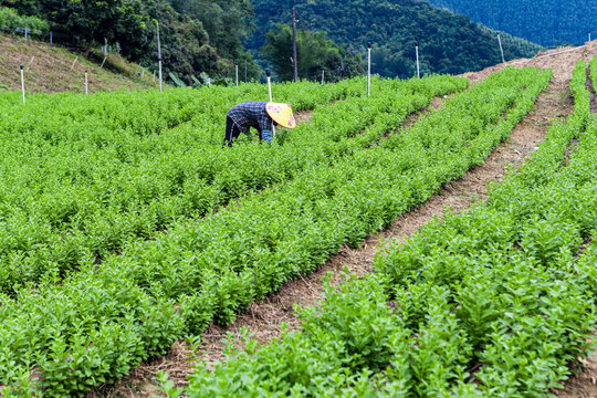 绿色蔬菜枸杞菜基地劳动场景