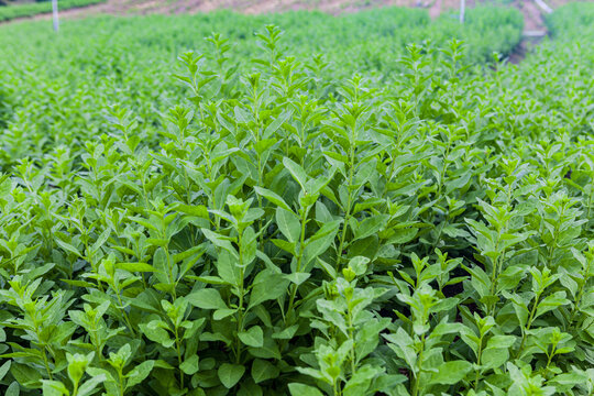 绿色蔬菜枸杞菜基地