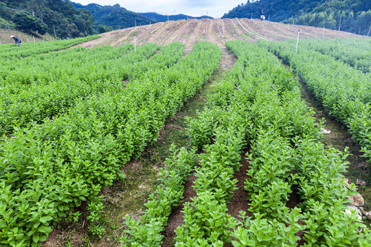 绿色蔬菜枸杞菜基地