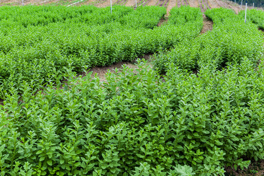 绿色蔬菜枸杞菜基地