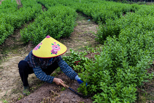 菜农收割蔬菜劳动场景