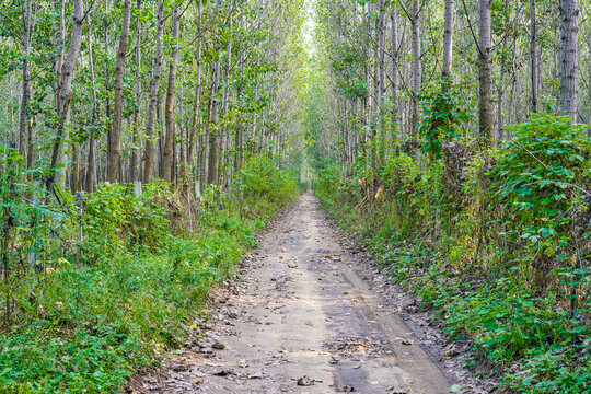 林间小路