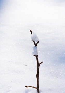 冬季雪地上的树枝