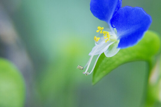 翠蝴蝶花蕊