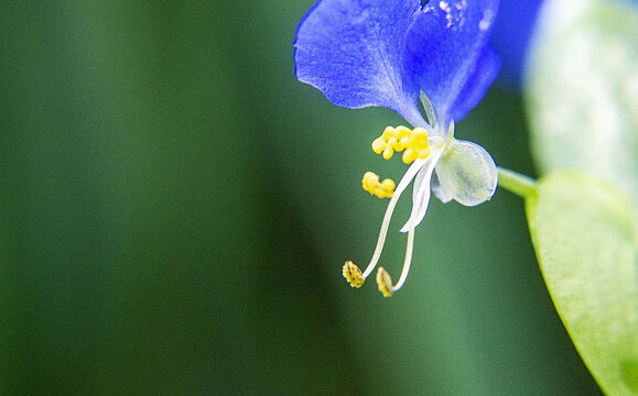 翠蝴蝶花蕊