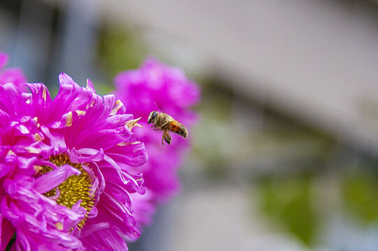 翠菊花