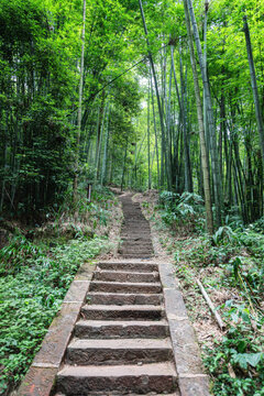 竹林小路自然风光