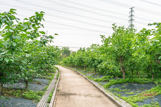 桑果种植基地