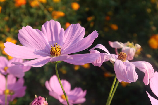 格桑花