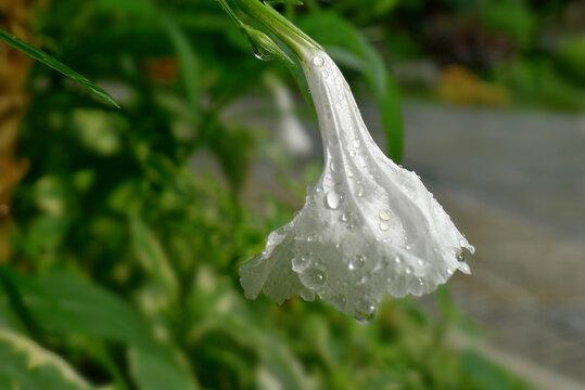 雨后鲜花