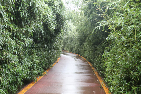 雨中竹林小路