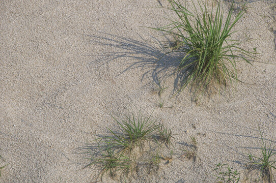 沙地小草
