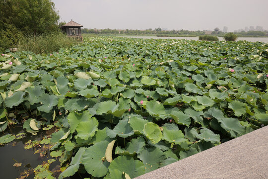 东昌湖荷花