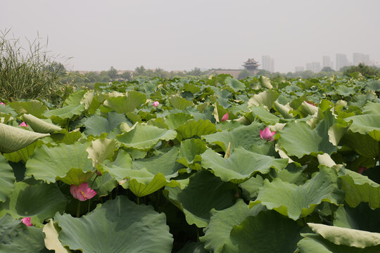 东昌湖荷花