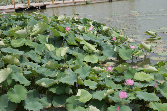 东昌湖荷花