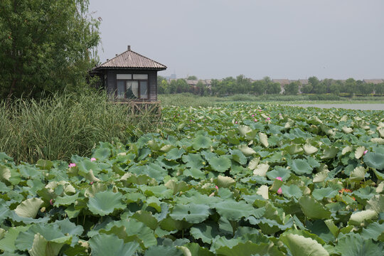 东昌湖荷花