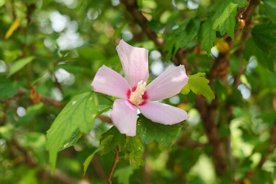 木槿花