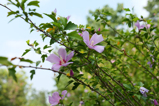 木槿花