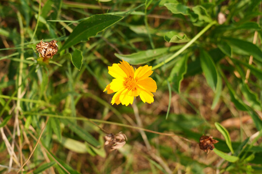 公园绿地草地菊花