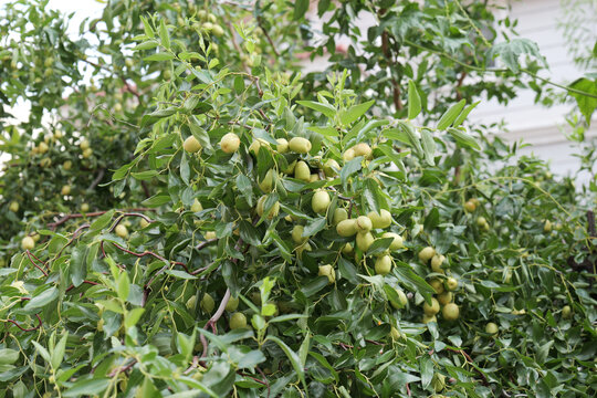 枣树枣花枣