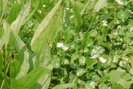 湿地植物