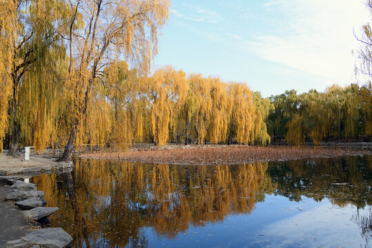 秋天黄色的柳树在水中的倒影