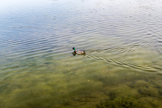 湖水中游泳的绿头野鸭