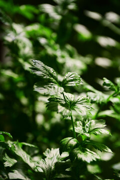 芹菜植物