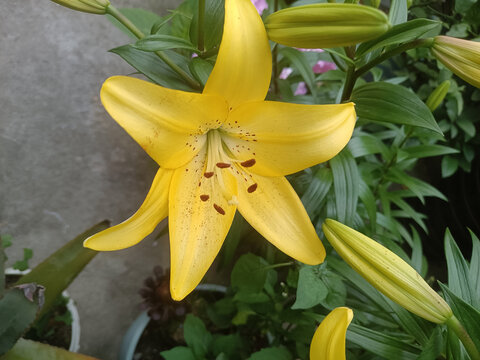 黄色百合花