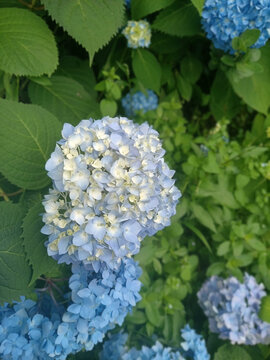 蓝色绣球花海