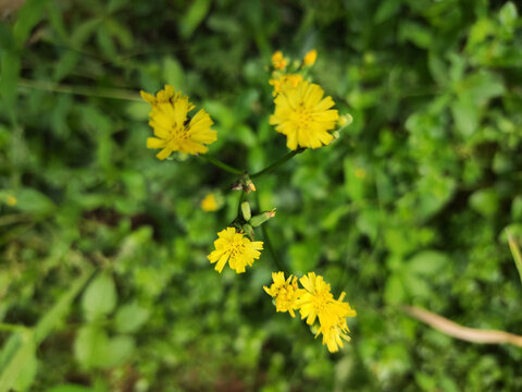 菊科黄鹌菜