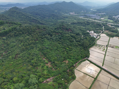 森林植被