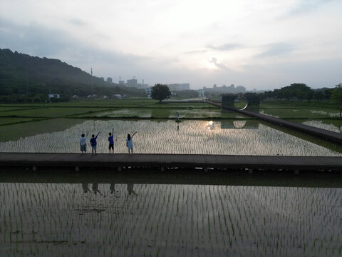 稻田日出