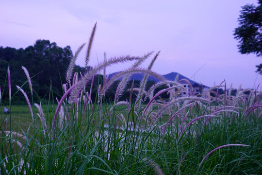 狼尾巴草