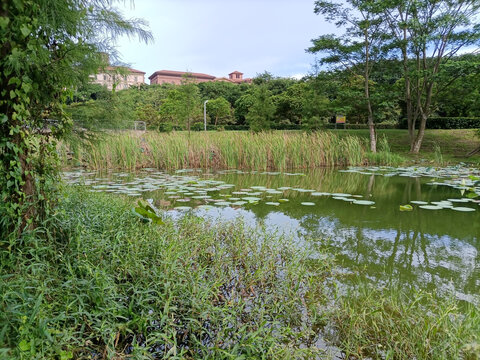 松山湖美景