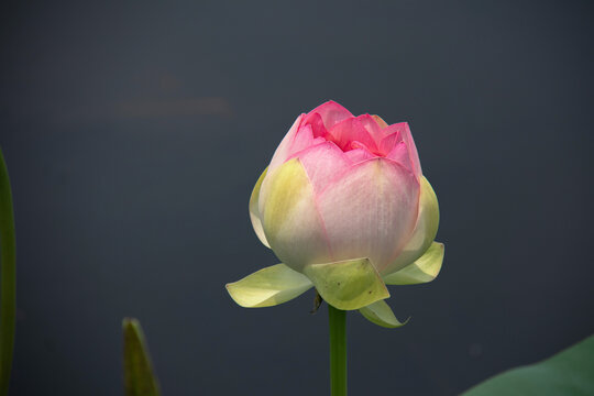 荷花花苞