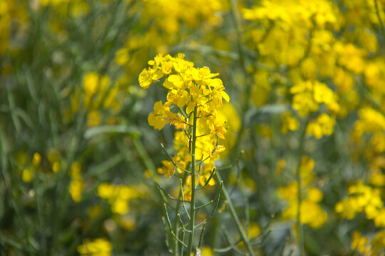 油菜花