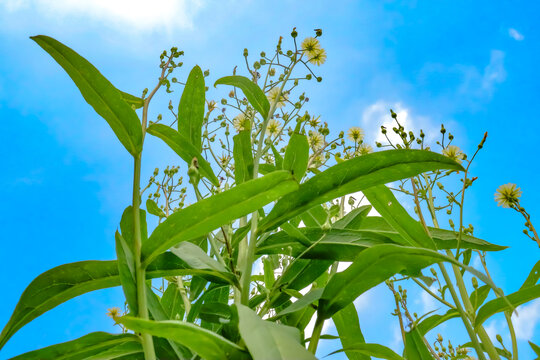 油麦菜花