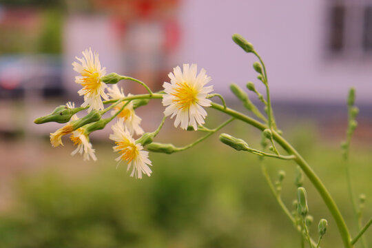 油麦菜花