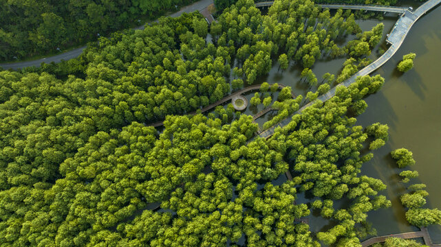 杭州临安青山湖水上森林