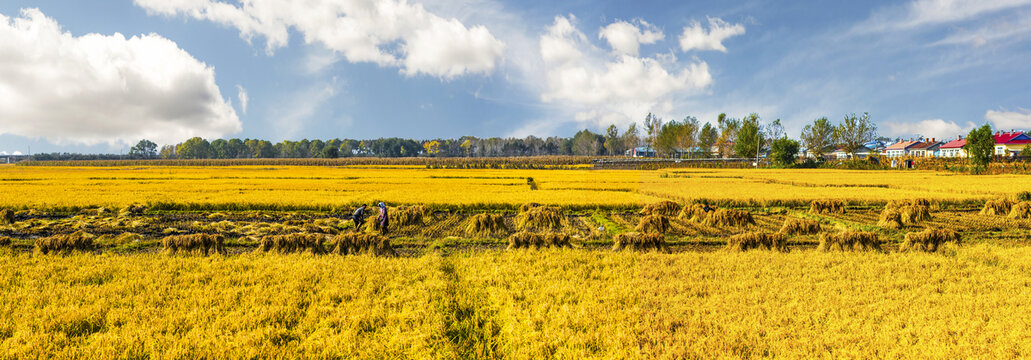 丰收的稻田全景