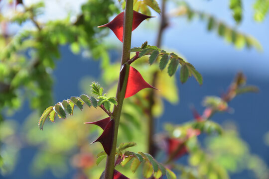 西藏林芝