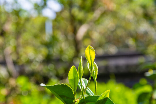 碧螺春茶叶