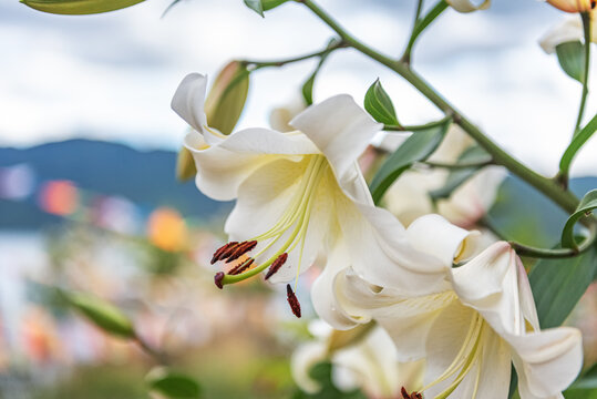 盛开的百合花特写