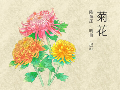 手绘水彩花卉彩色菊花插画