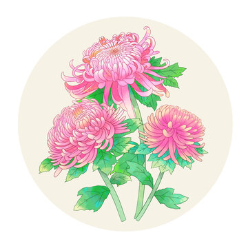 手绘水彩花卉粉色菊花